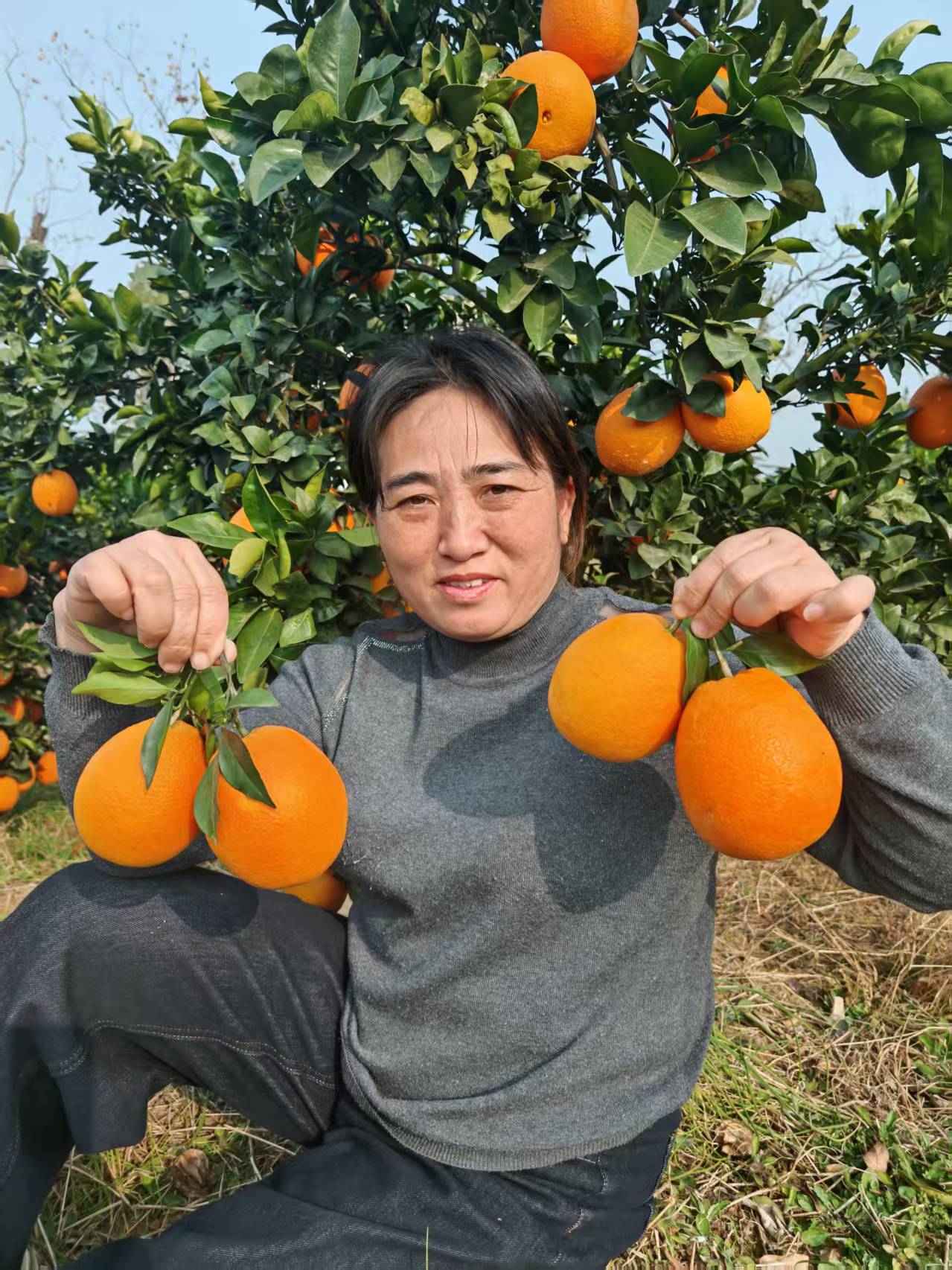 正宗脐橙新鲜现摘多汁爆甜应季水果