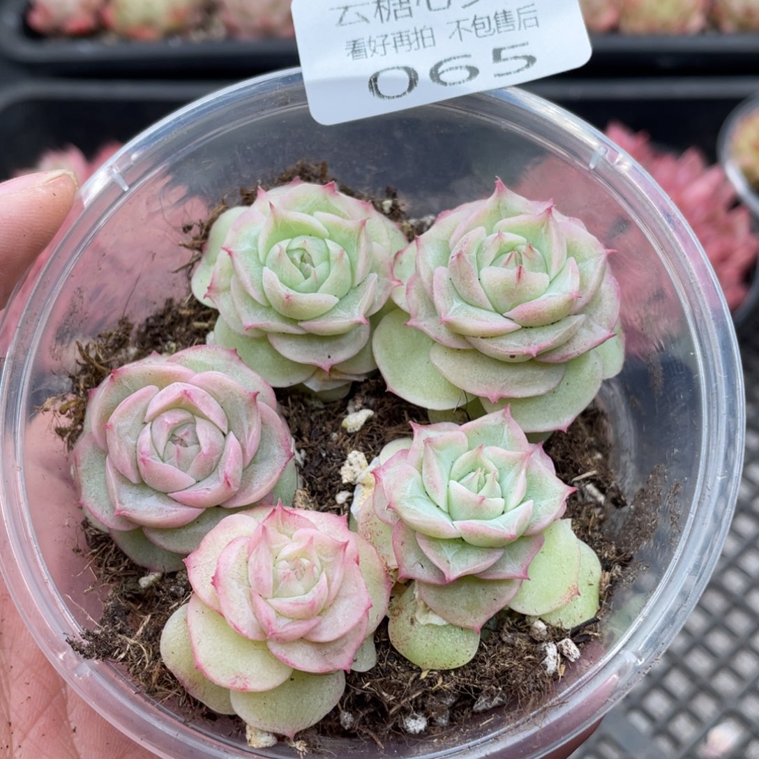 云糖心多肉植物65