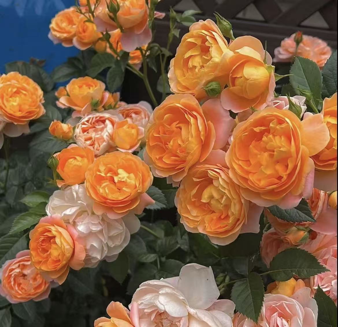 唐 【果汁阳台＋仙度瑞拉】阳台室内外星花怒放绿植盆栽