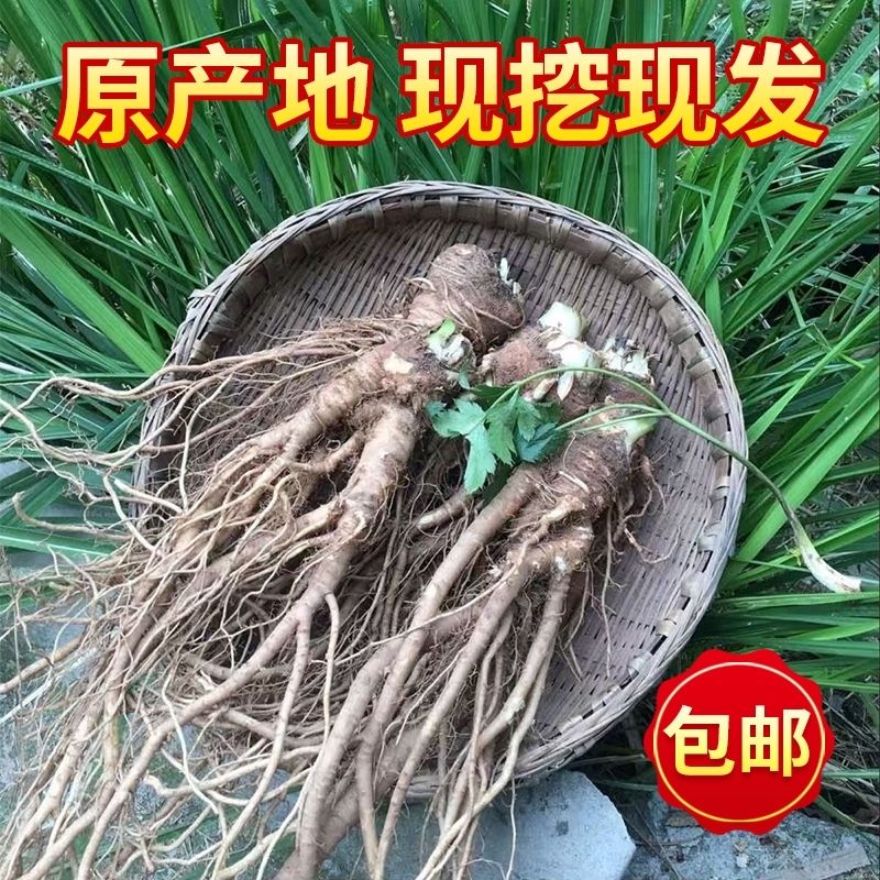 四川高山3200米现挖新鲜菜天当归暖冬新鲜当归才好吃