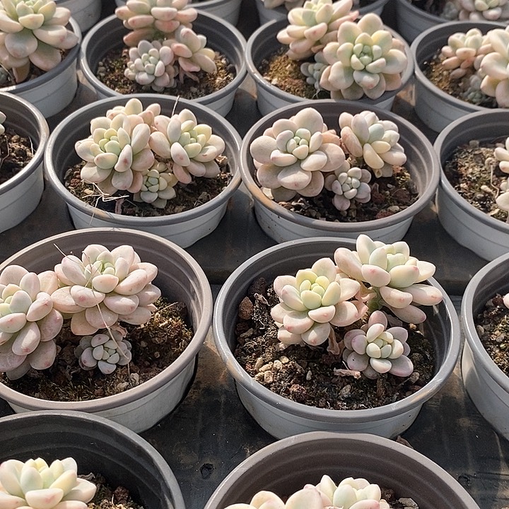 43劳尔锦 群生 福利多多