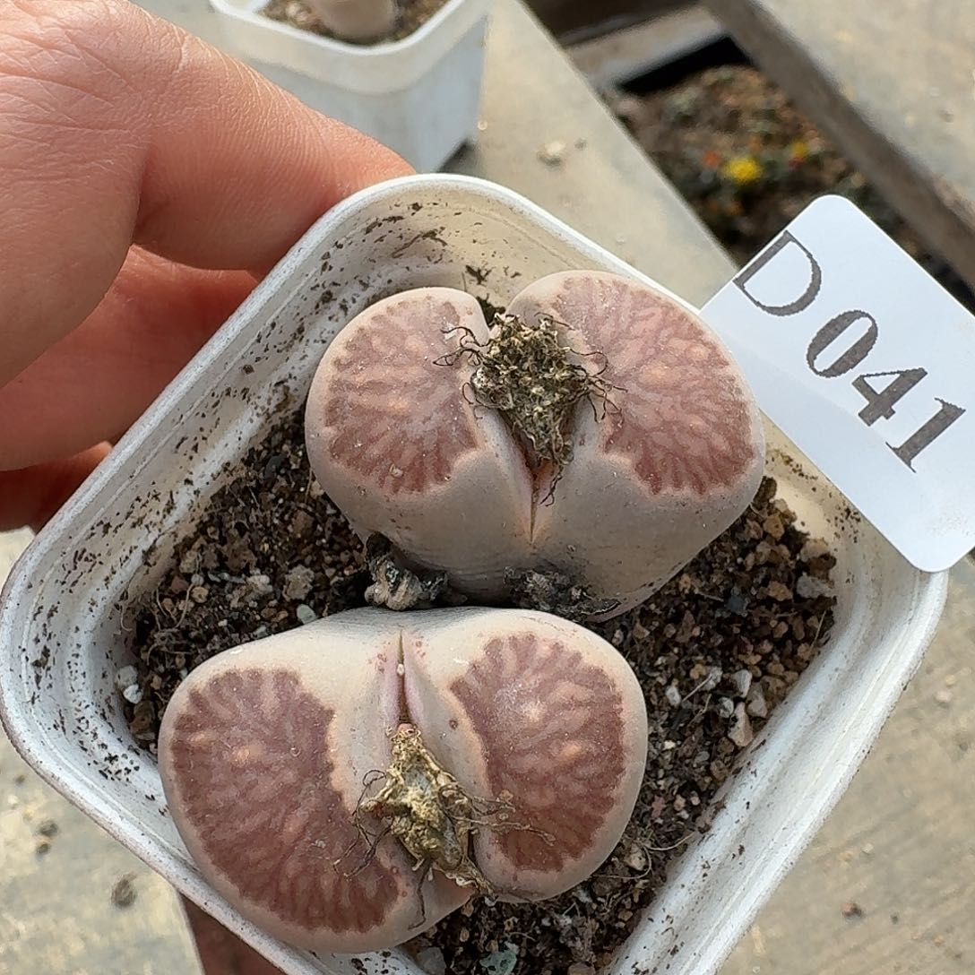 041生石花福利哈哈哈哈