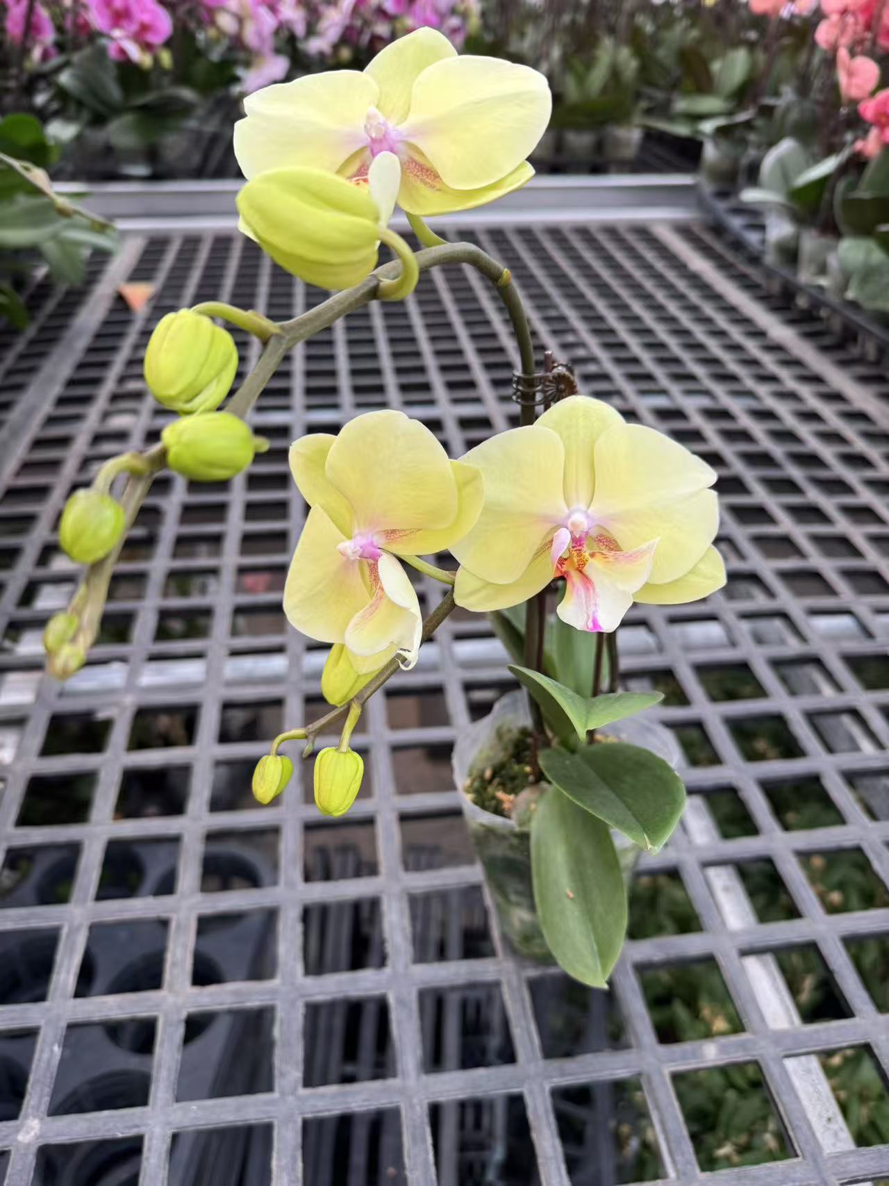 蝴蝶兰【柠檬】昆明直发