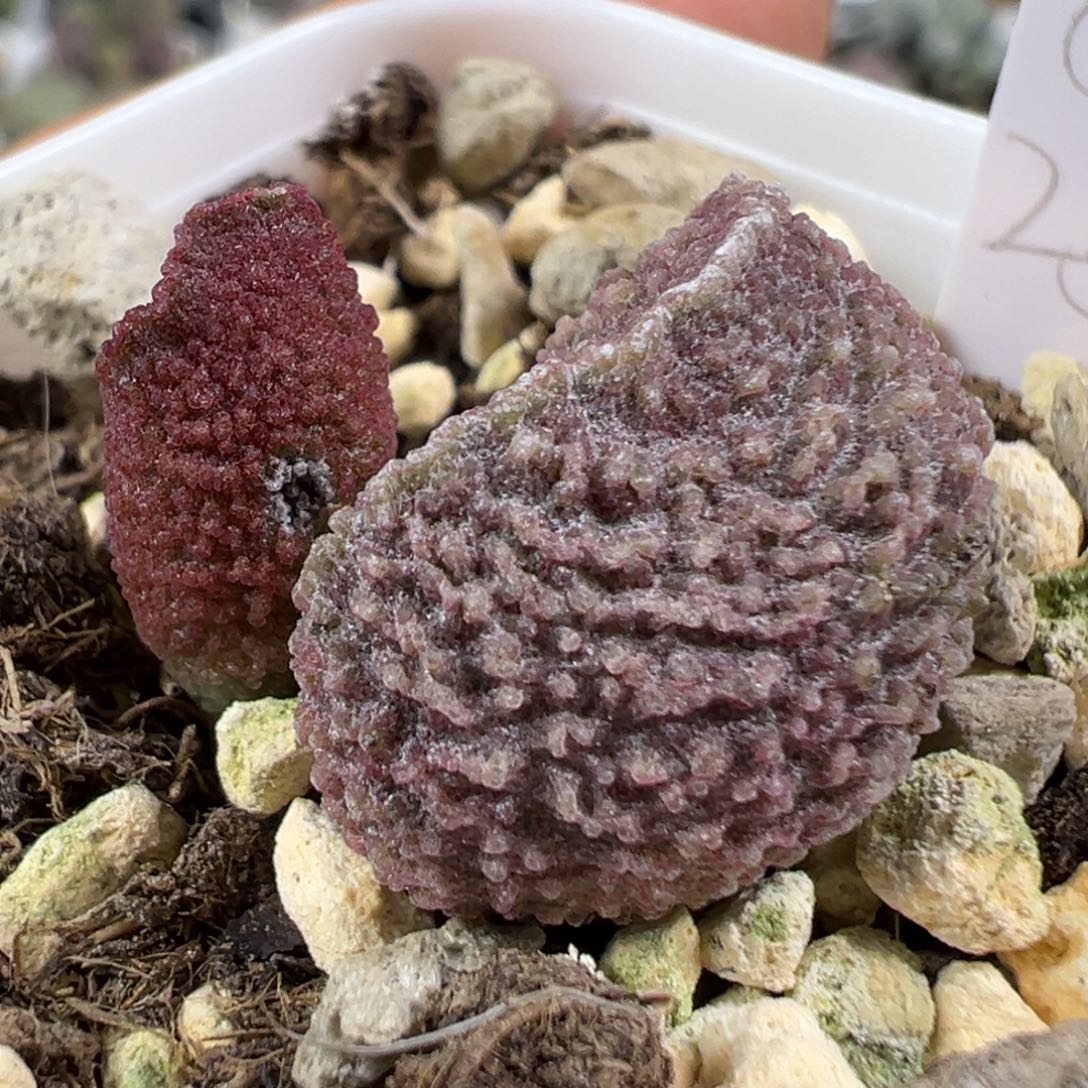 w紫色系颗粒款实生新品有干疤特价