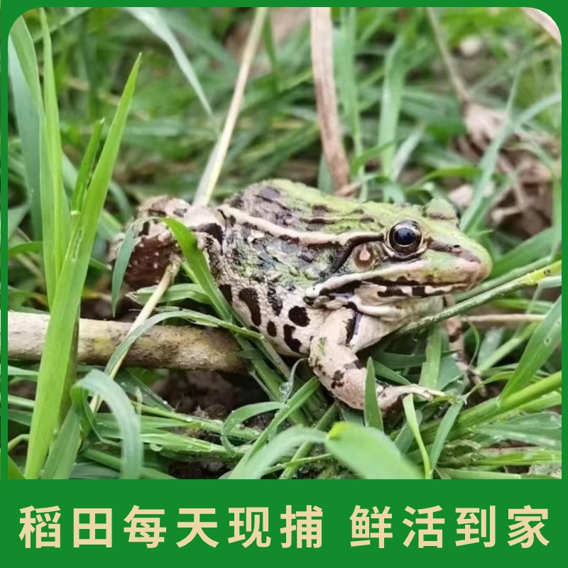 【鲜活中蛙】原生态仿户外散养稻田青蛙田鸡中蛙包邮江浙沪皖次日达