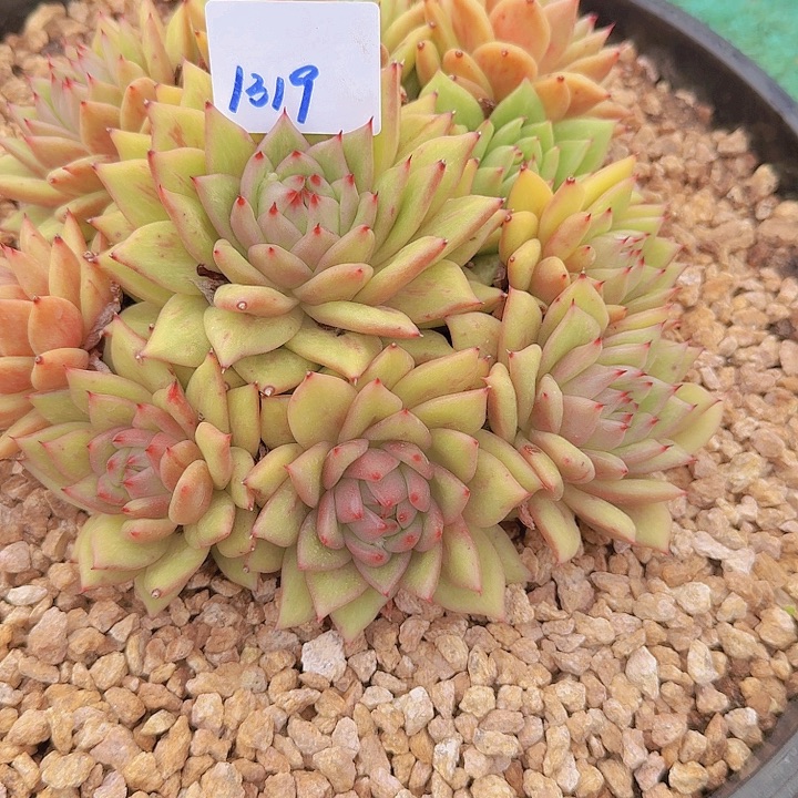 1319凸起玛丽亚多肉植物