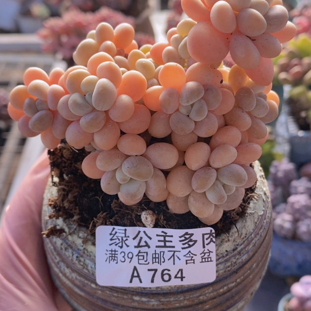 洛可可8cm764多肉植物