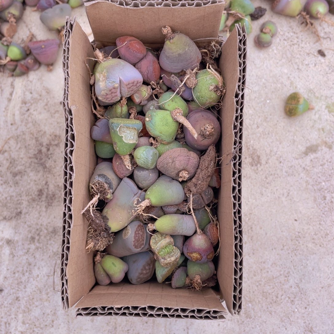 一箱脱土单头8888888888