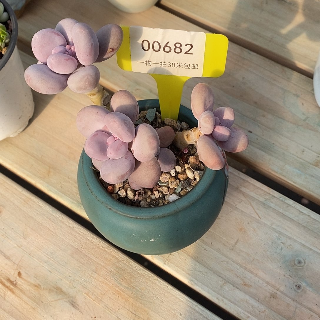 682咯宏宏了咯哦哦哦哦哦