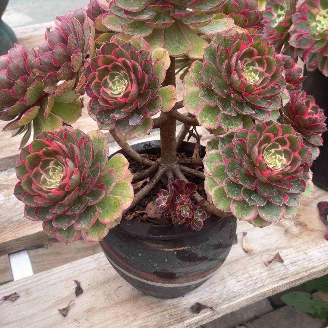 粉花妖老桩手捧有断916