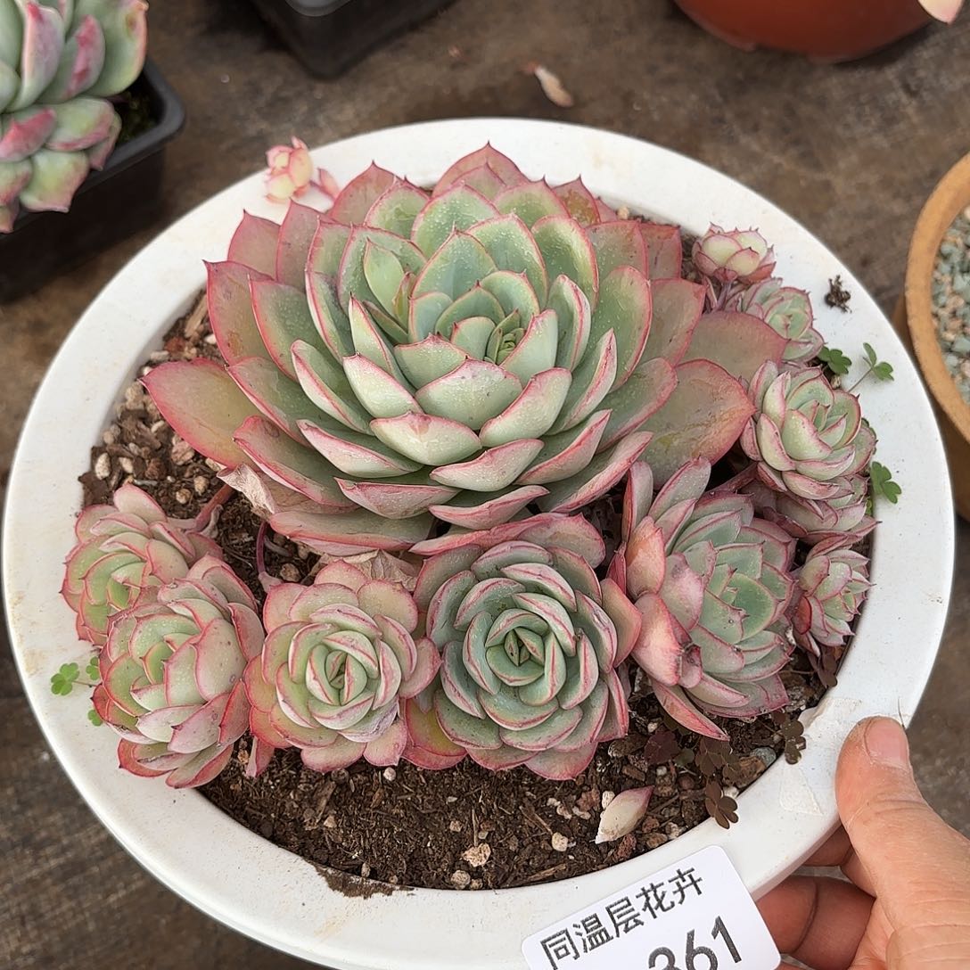 同温层多肉牡丹亭361