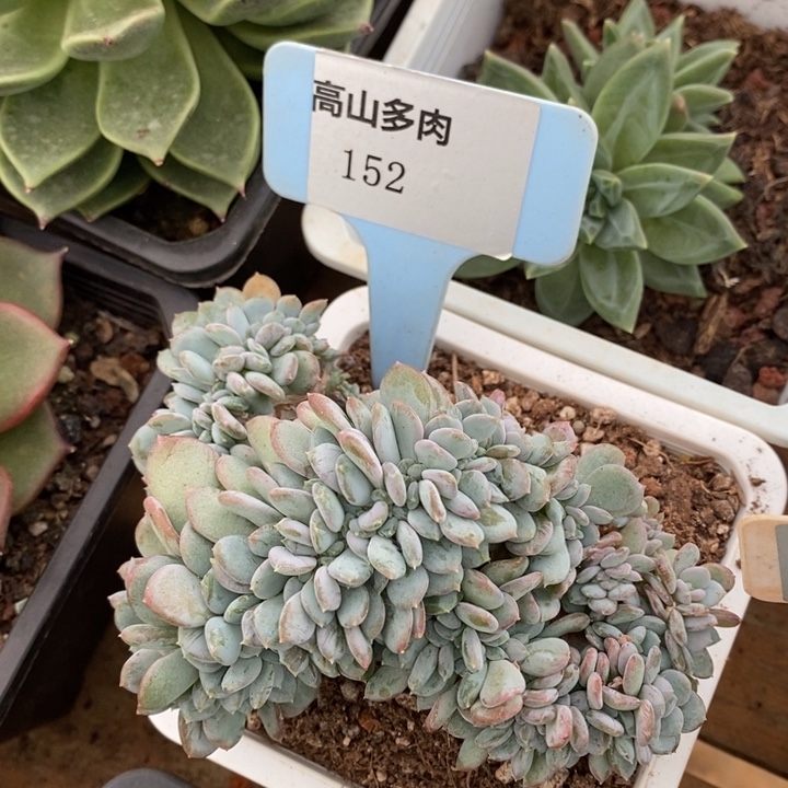 D152- 直播福利 缀