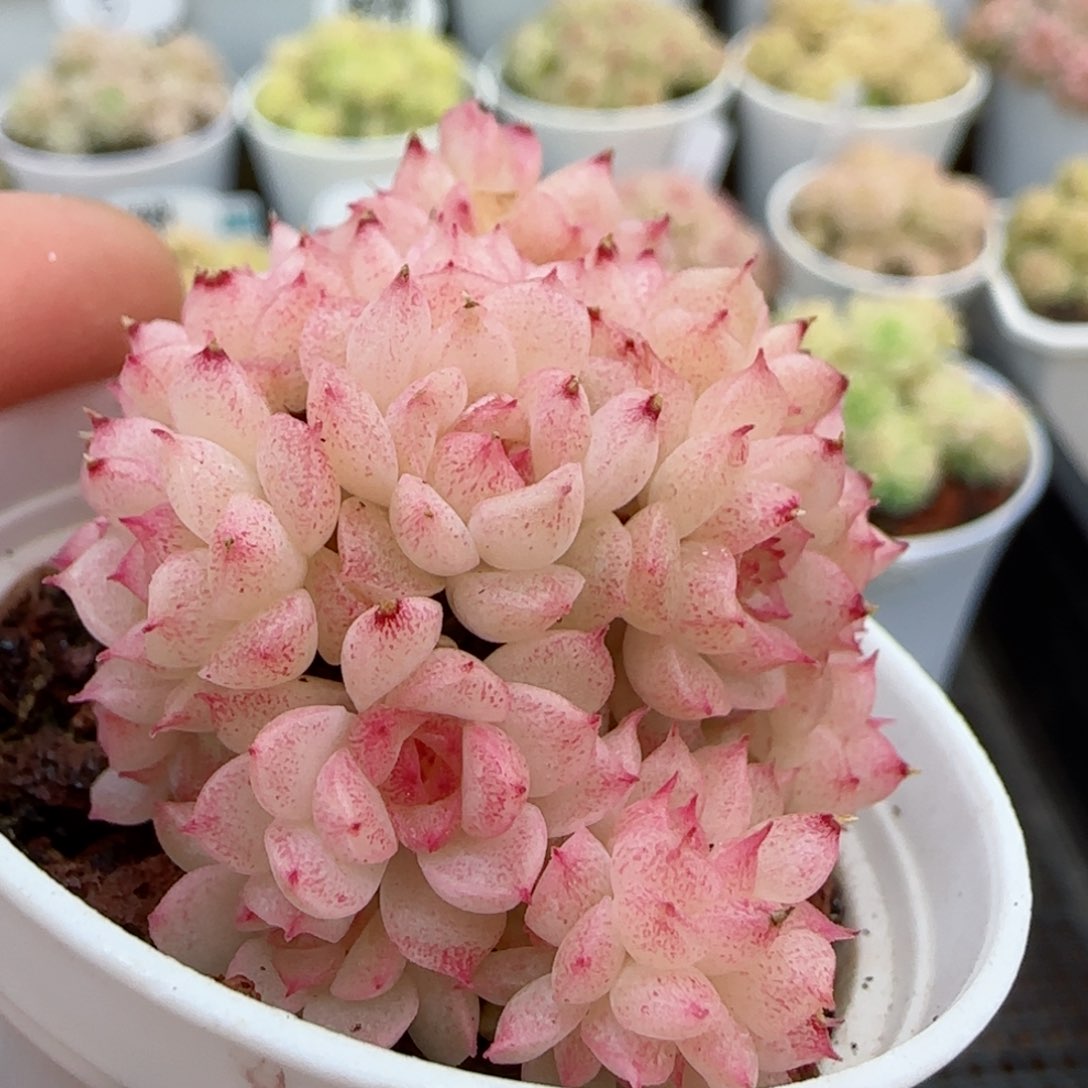【闪购商品】0307-43糖心麦杆