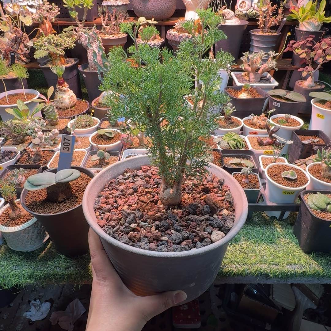 金***财羽叶厚墩菊(换盆) 仙人掌