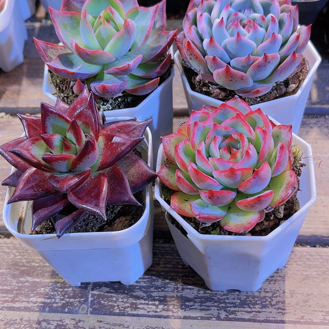 惊鸿。吉娃娃。乌木。侧影