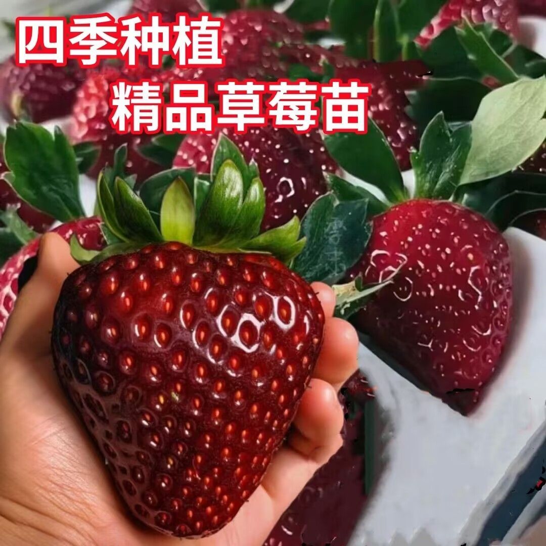 【20棵】草莓苗四季结果香甜盆栽地栽露天室内种植种苗花果