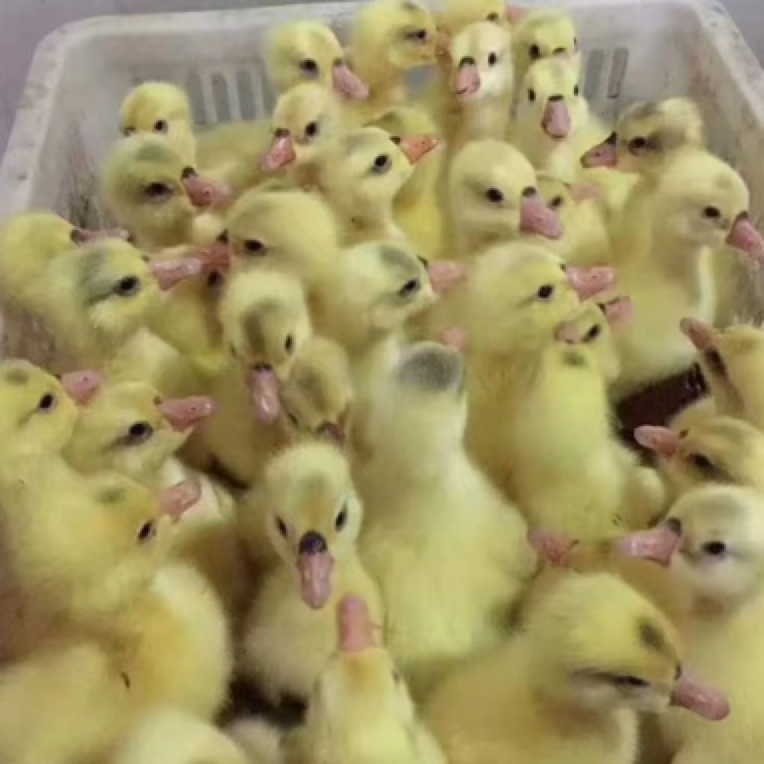 宠物大三花出壳10只