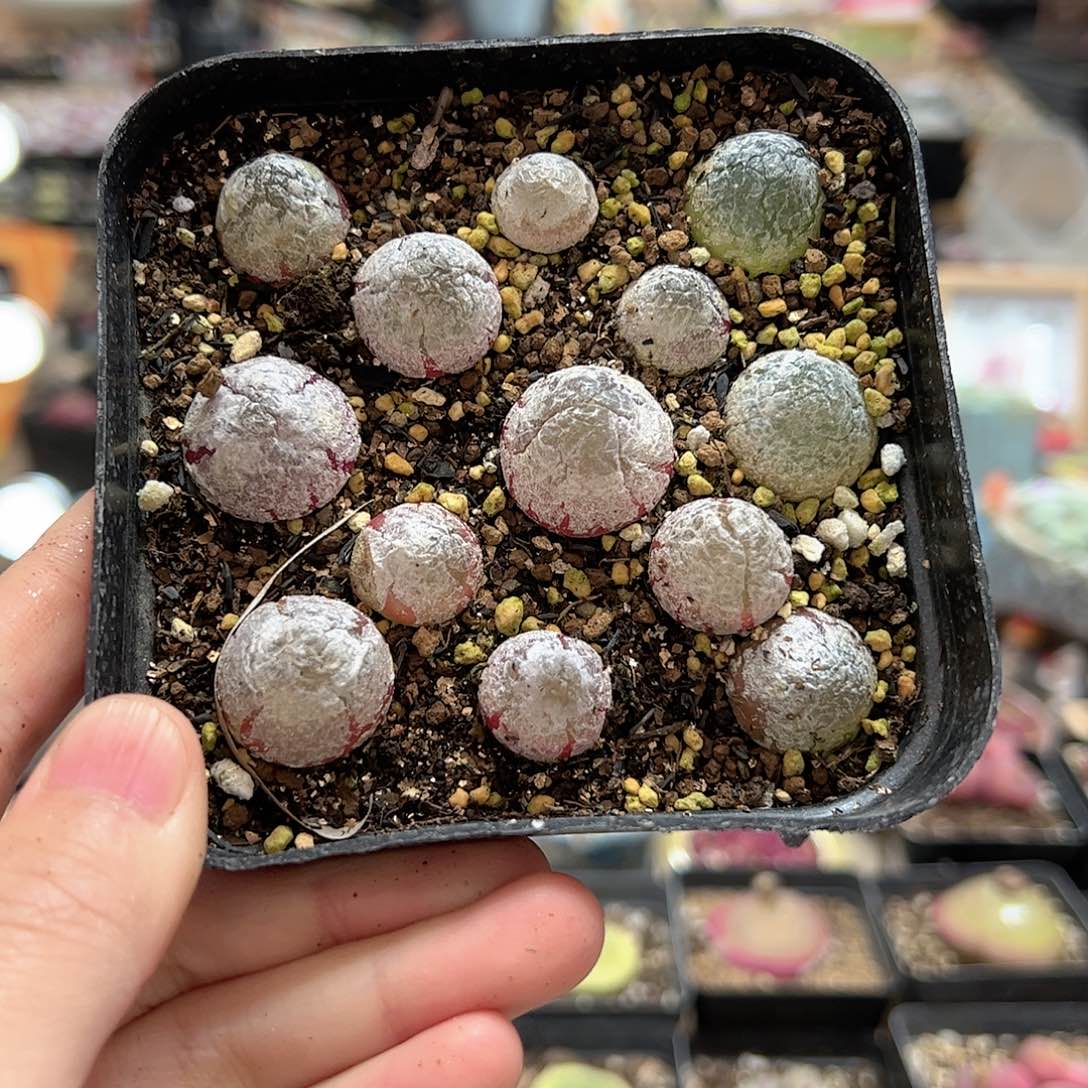 【闪购商品】59 灯泡一盒