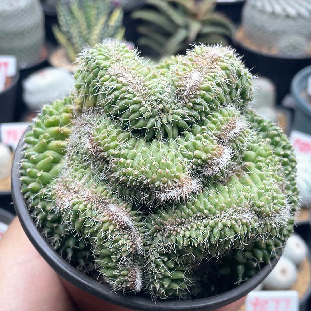 白檀缀化仙人球多肉