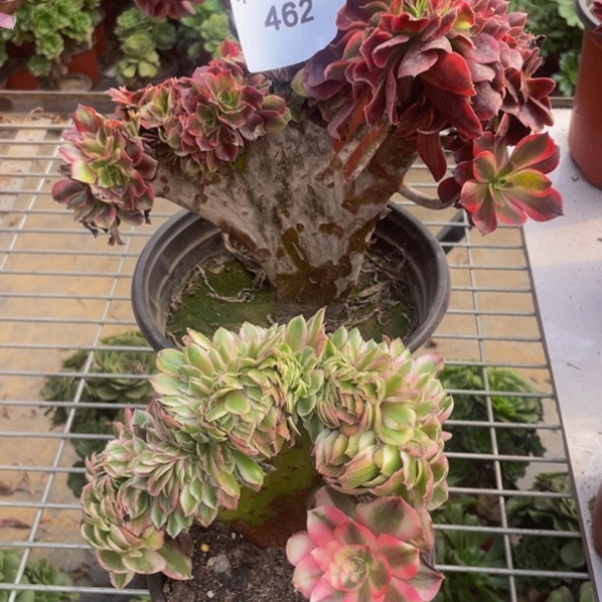 462，美杜莎缀，倾城缀