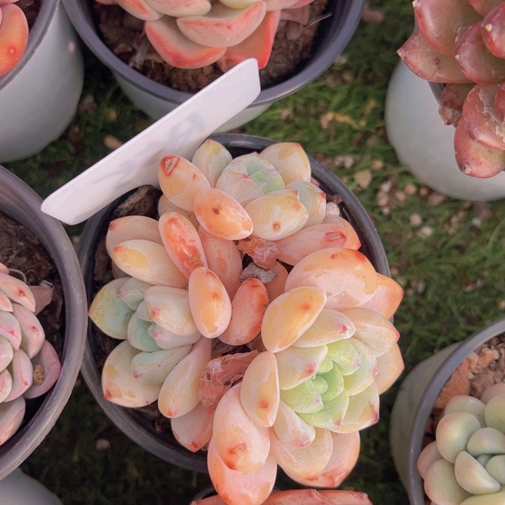 健健康康平平安安