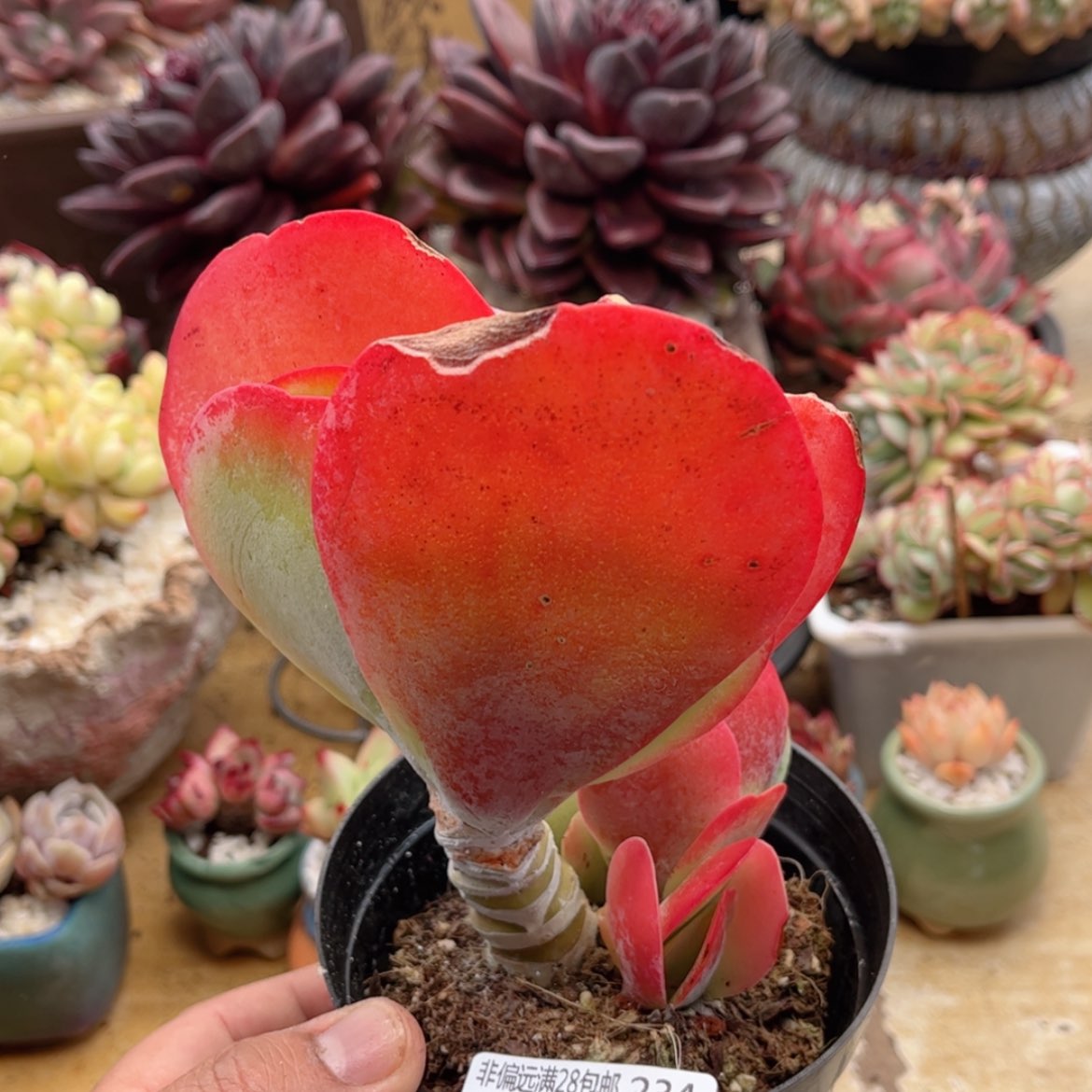 【闪购商品】234唐印