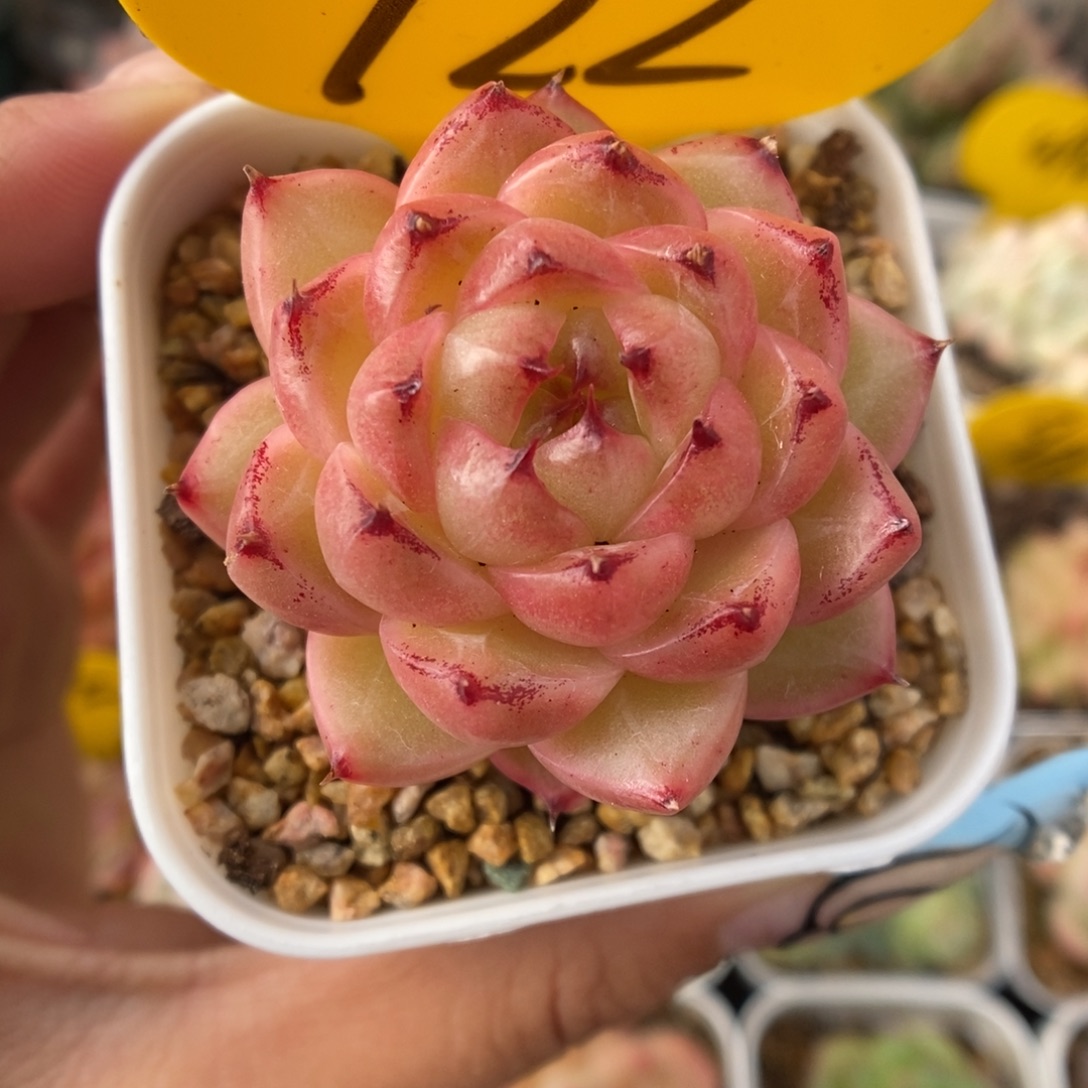 润玉珍妮可拍922号