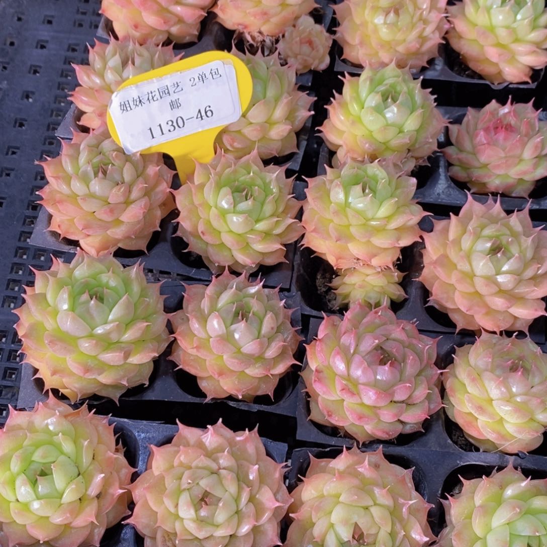 1130-46-精品睫毛精单头两个