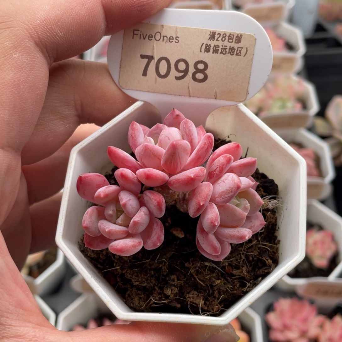 水晶琥珀7098-5.5厘米