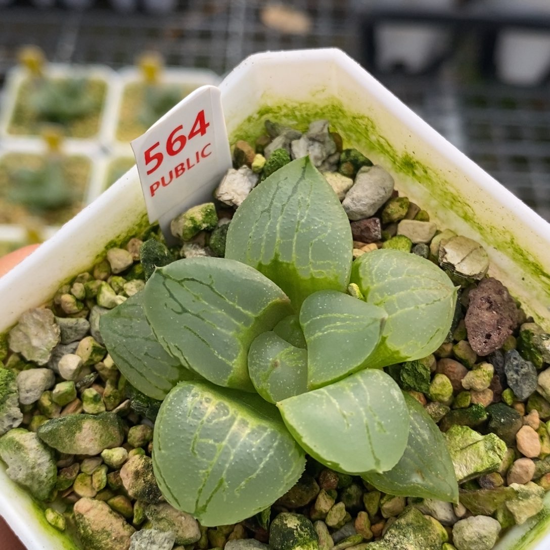 564虞美人十二卷多肉植物