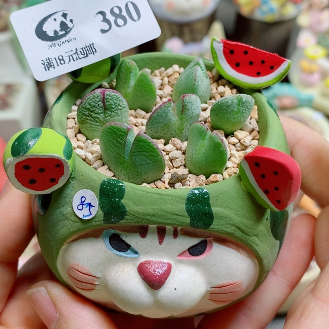 喵***儿生石花花花哈哈哈哈哈哈380