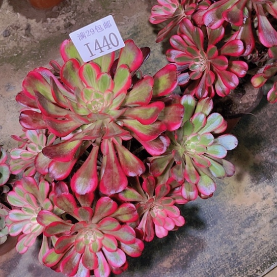 1440香奈儿多肉植物