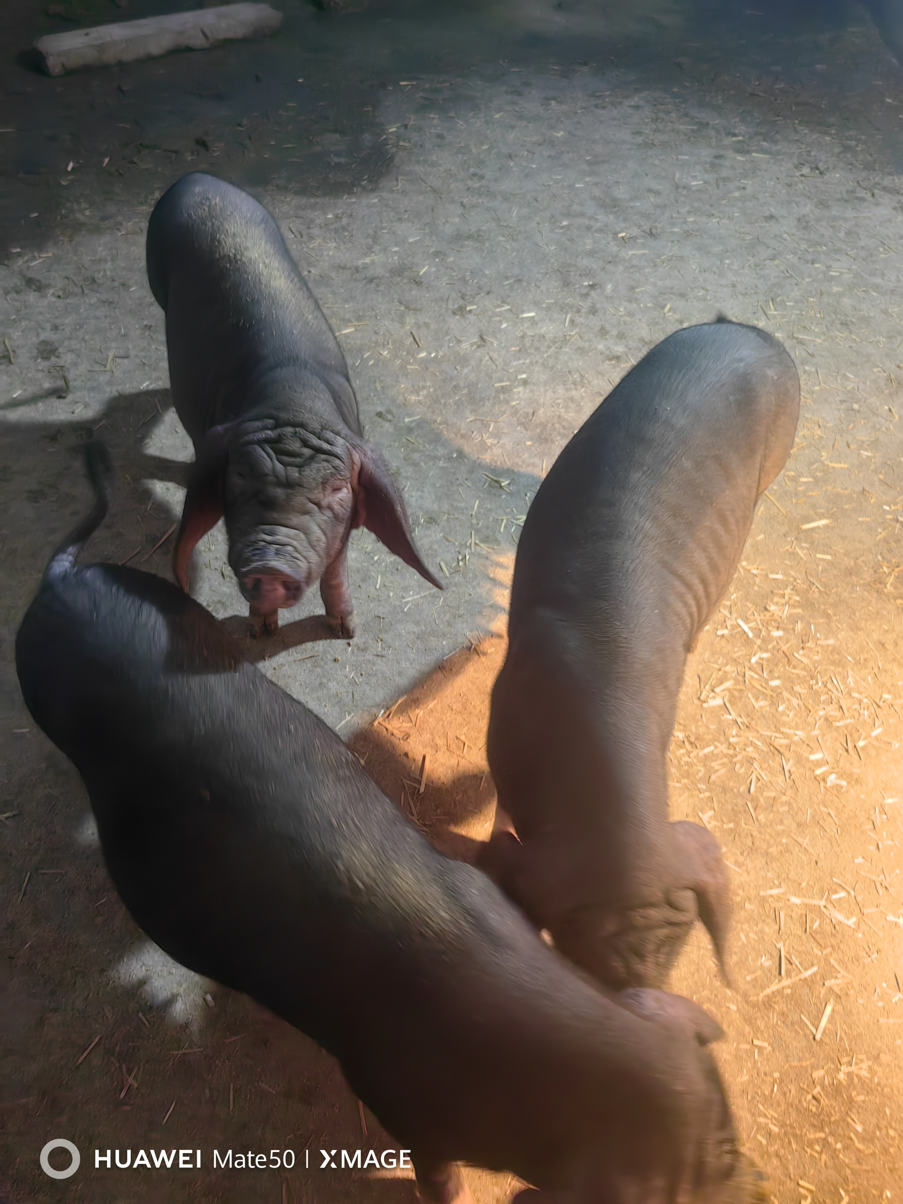 原种高产太湖母猪猪精