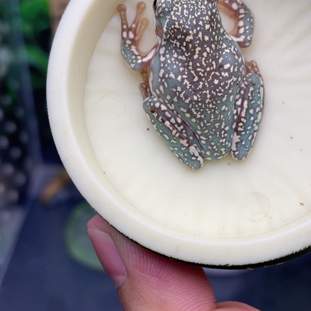 老爷树蛙5号私藏暴雪