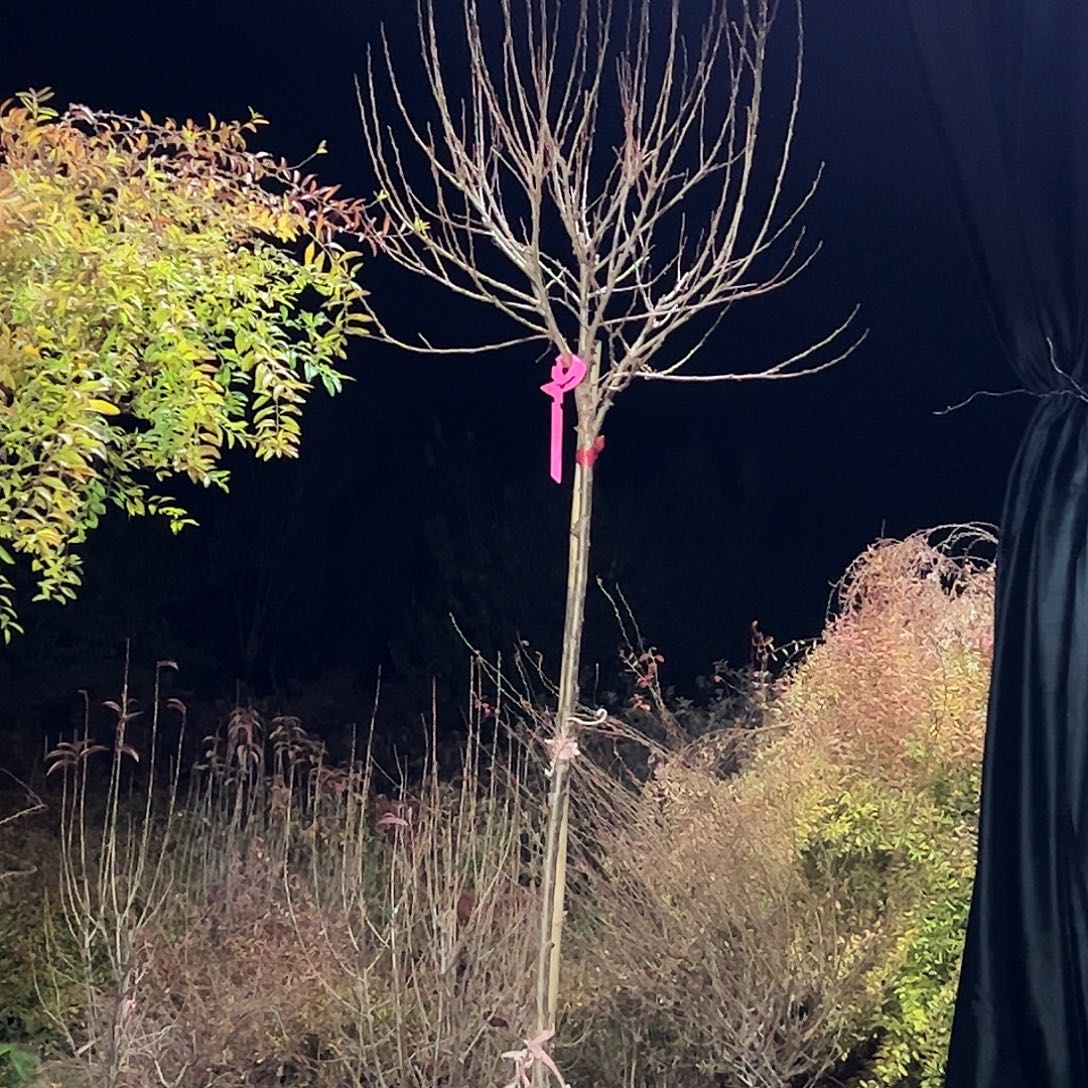 完全开放重瓣粉色