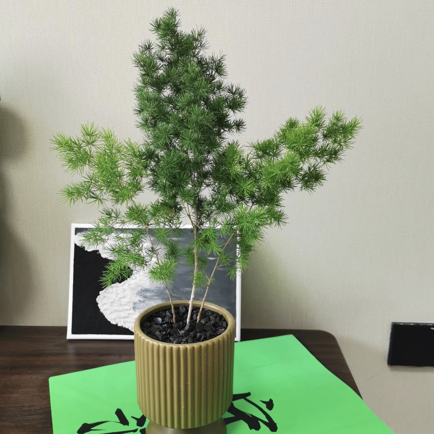 蓬莱松盆栽  1加仑（一物一拍）冬绿植招财四季常绿室内外盆景