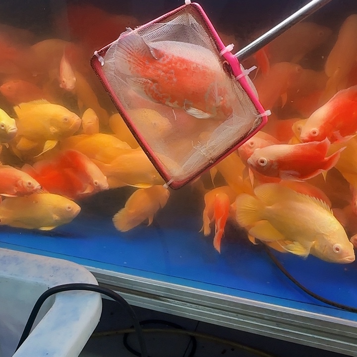 狼****海水啊啊啊啊啊啊啊
