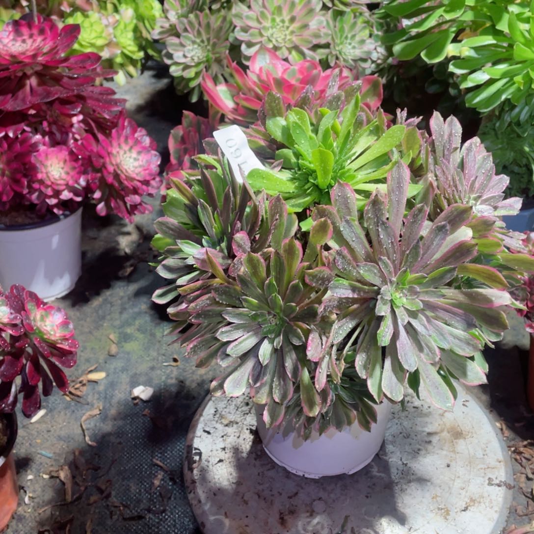 多肉植物粉黛160