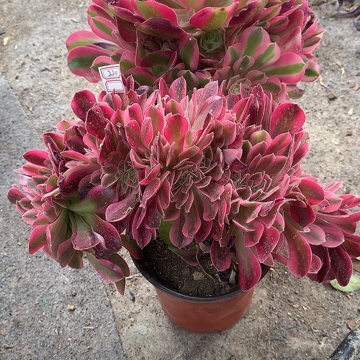 220女巫女巫缀多肉植物