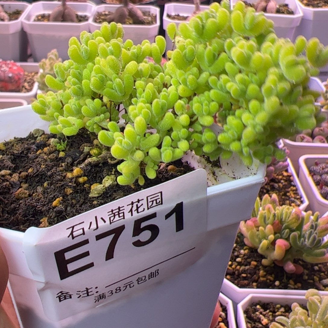 751多肉植物枝干黄金莱斯飘桩