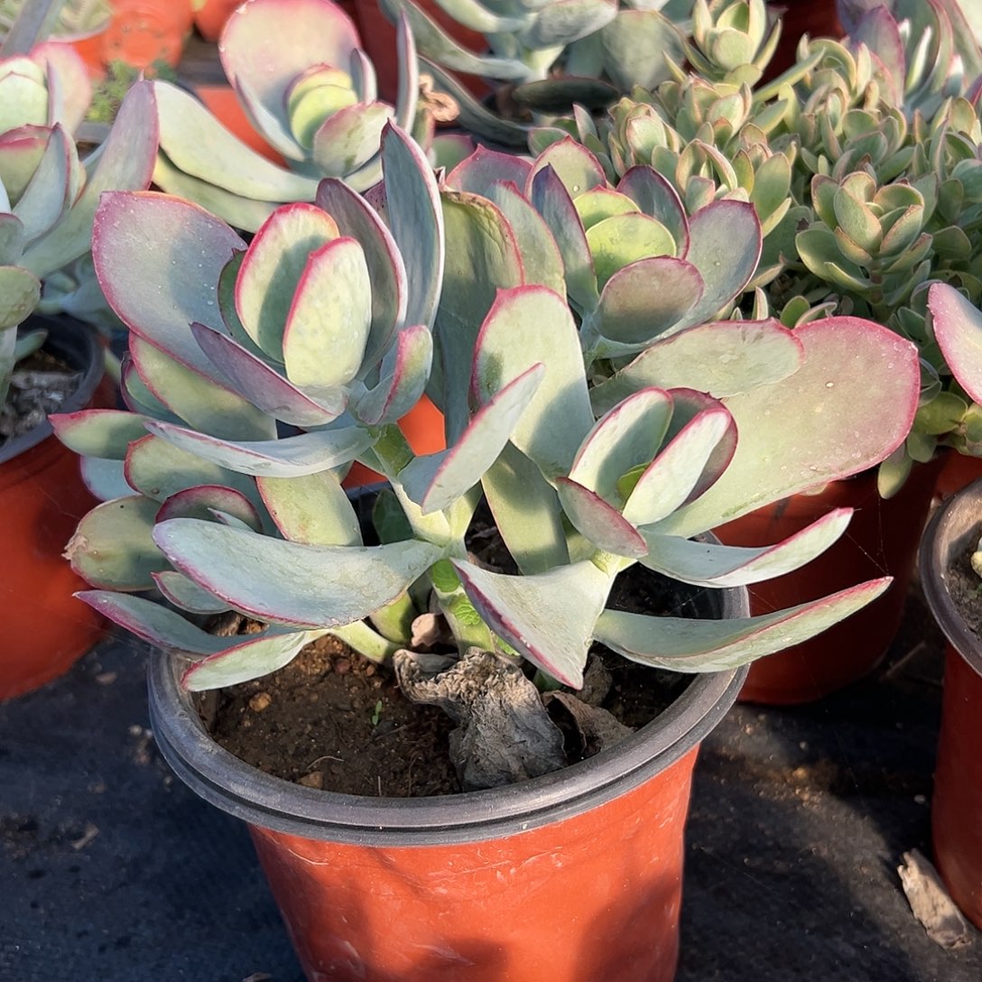 多肉植物青州白眉