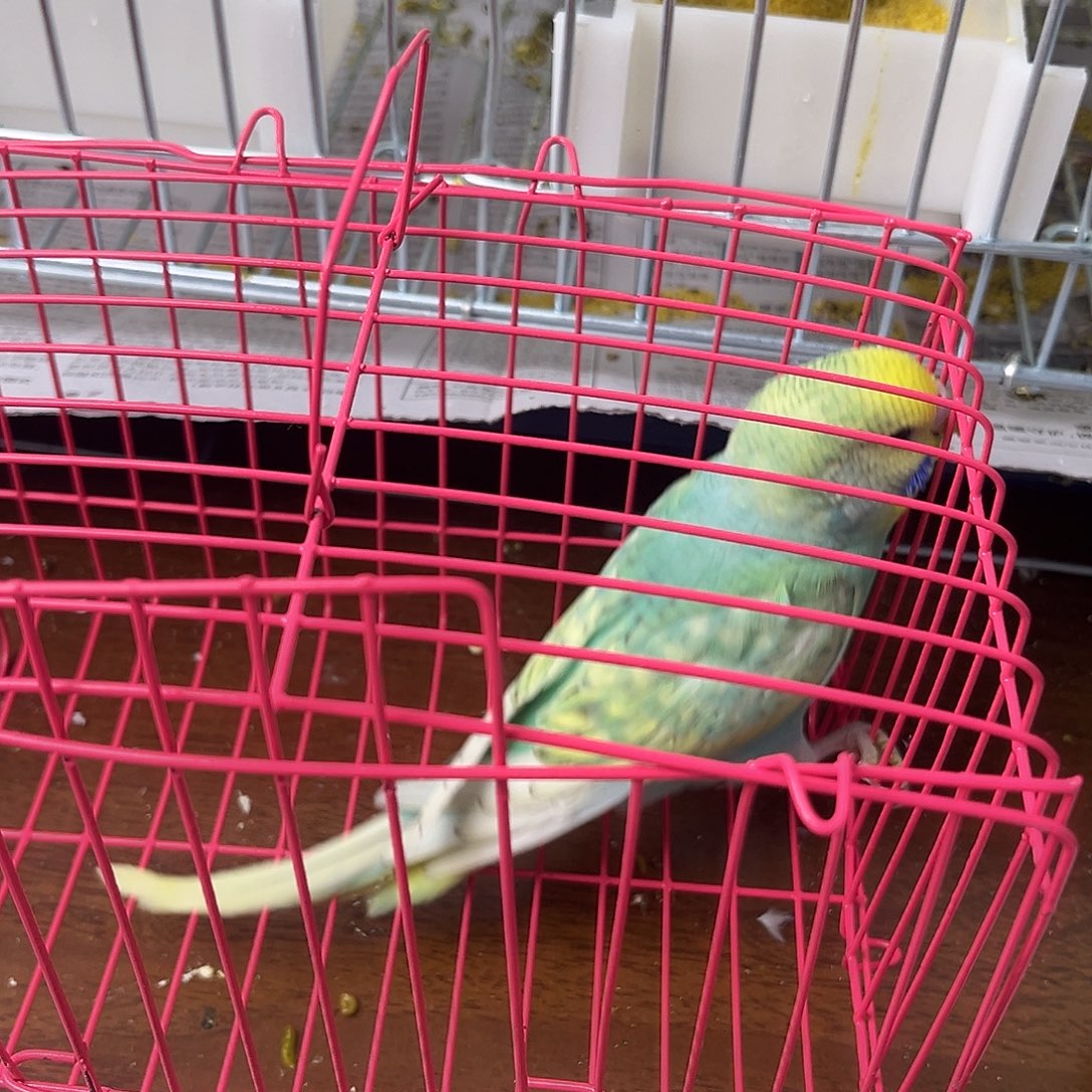 虎皮鹦鹉金彩鹦鹉