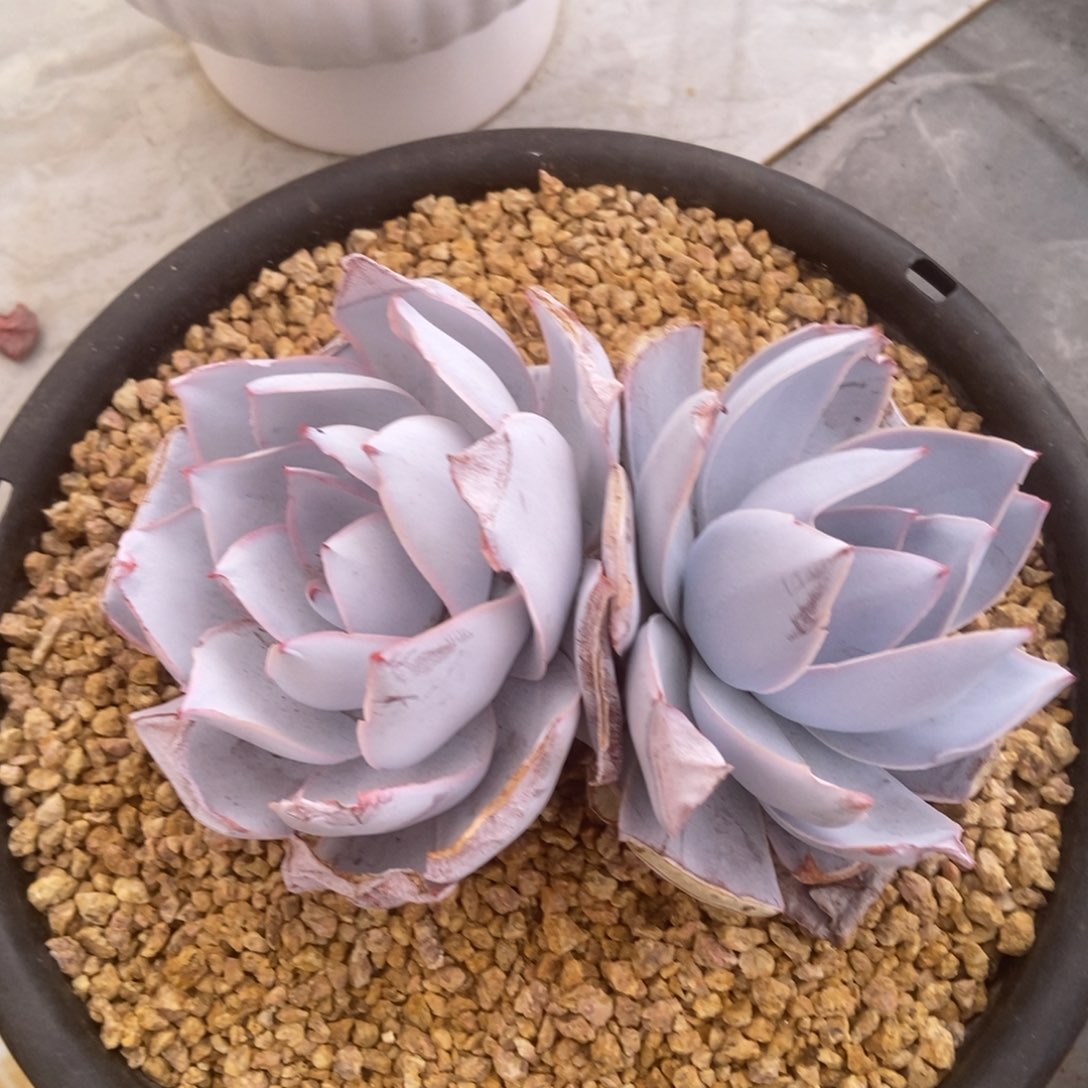 广寒宫多肉多肉多肉