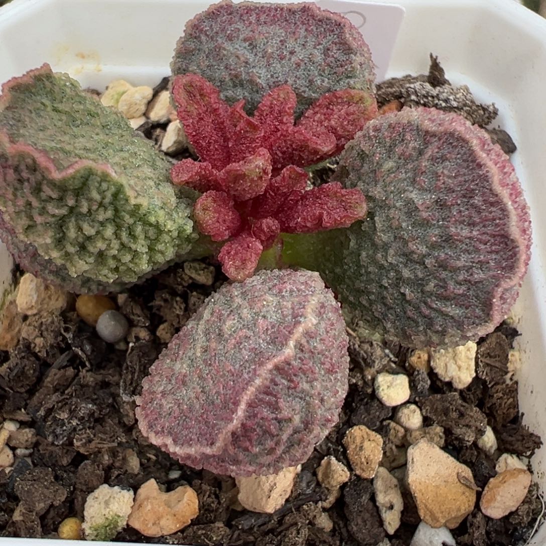 实生新品多肉植物水泡多肉植物