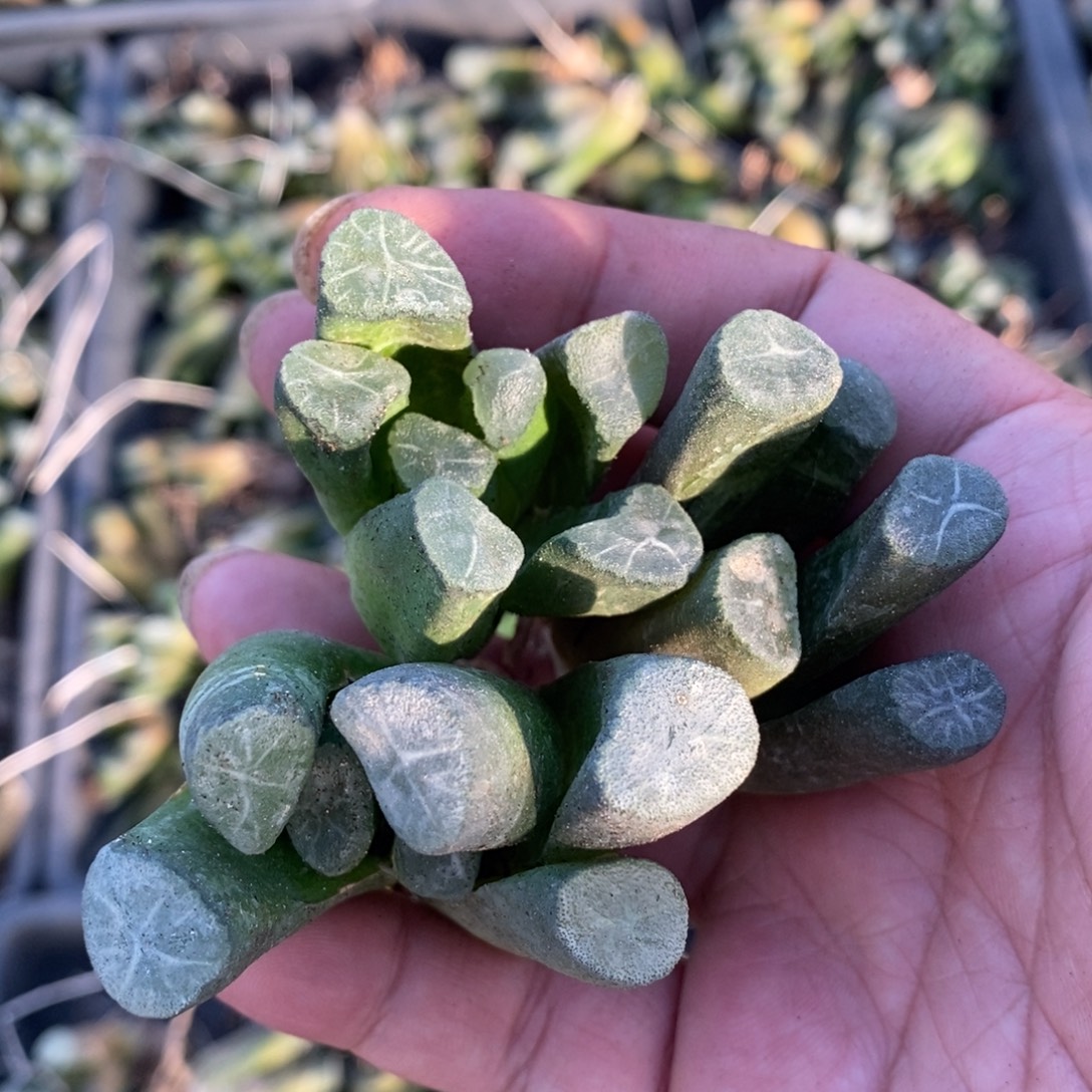 1214 一颗西门庆万象 双11福利