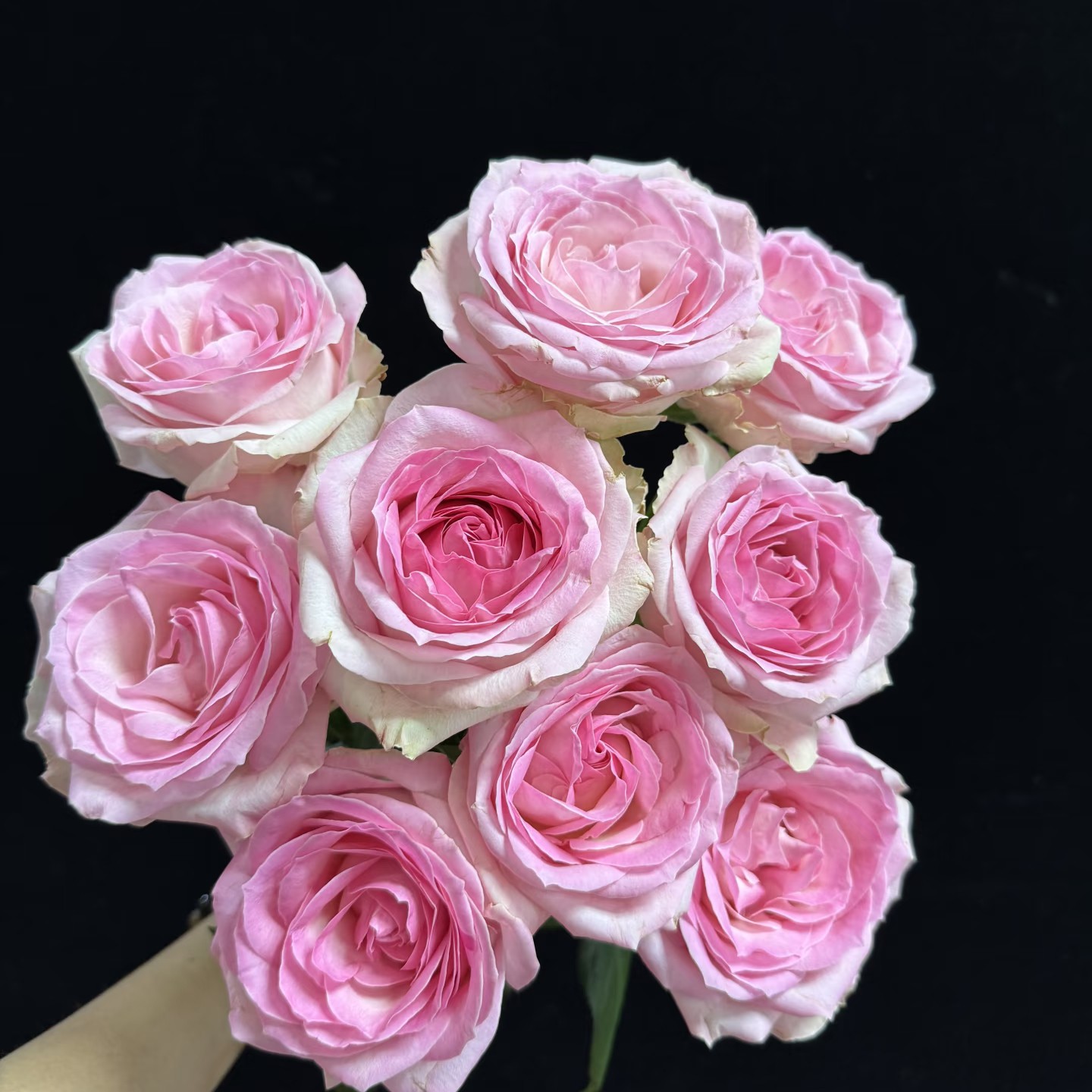 【香羿鲜花】桃红雪山玫瑰10支/全场任意两单及以上包邮