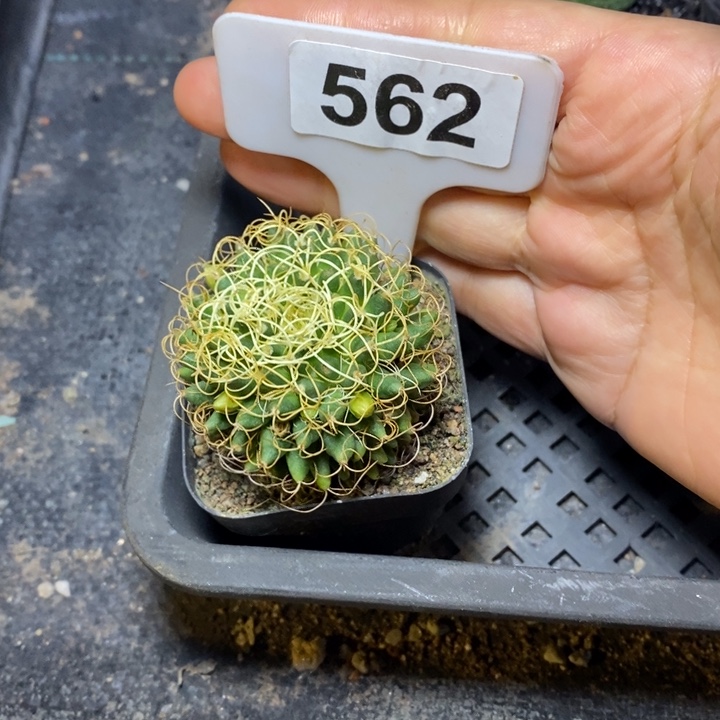 ?****༺福利卷刺琴丝！！！！