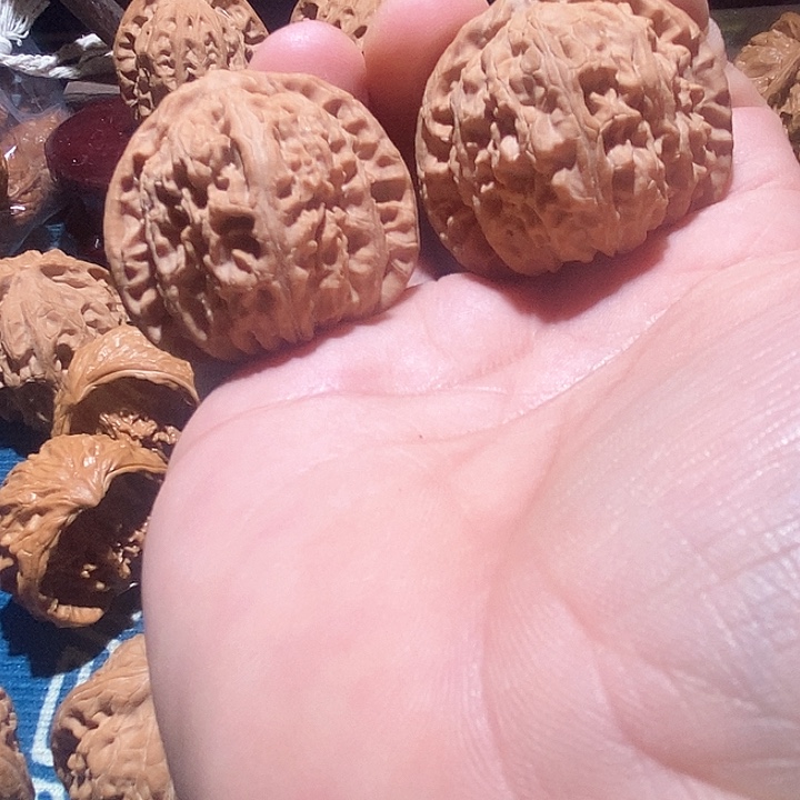 云*济白狮子。。。。。。。