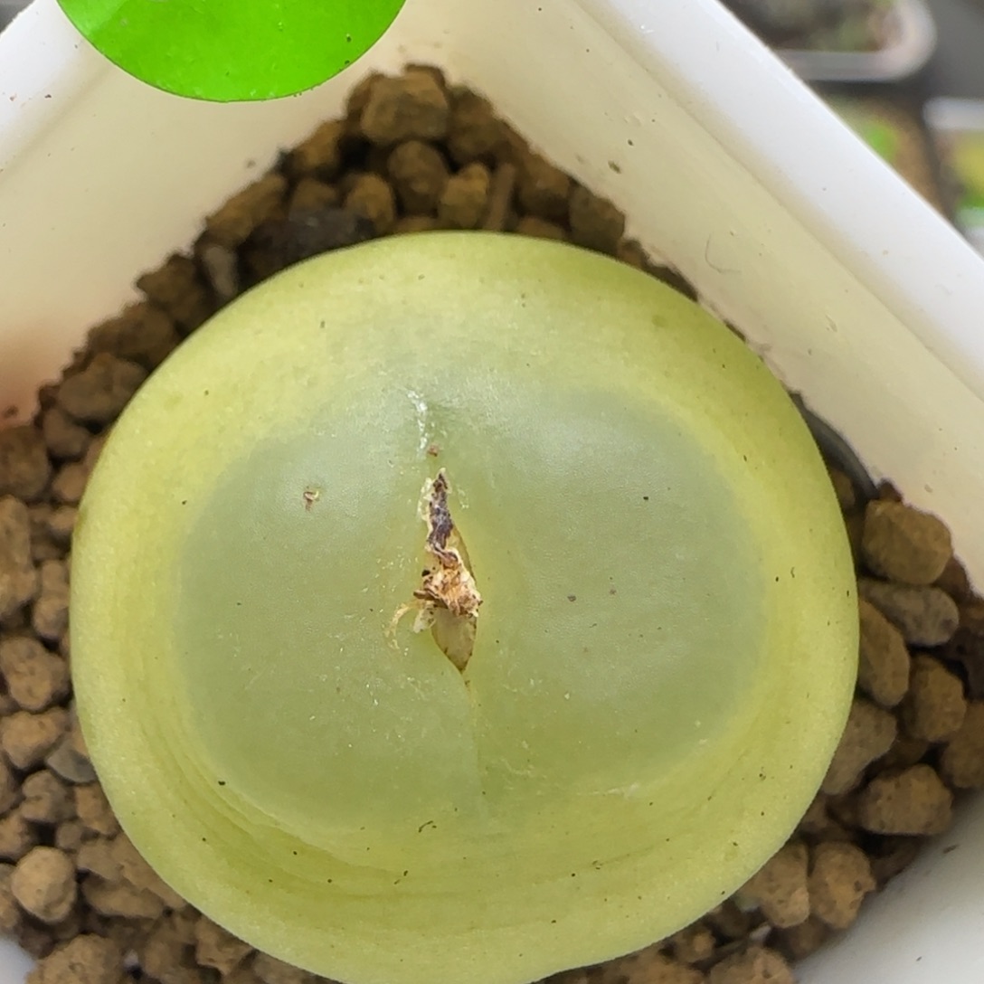 拉登2.3+多肉植物663