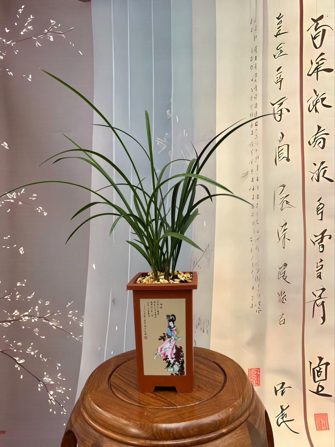 鉴湖兰苑 春蕙兰30-100